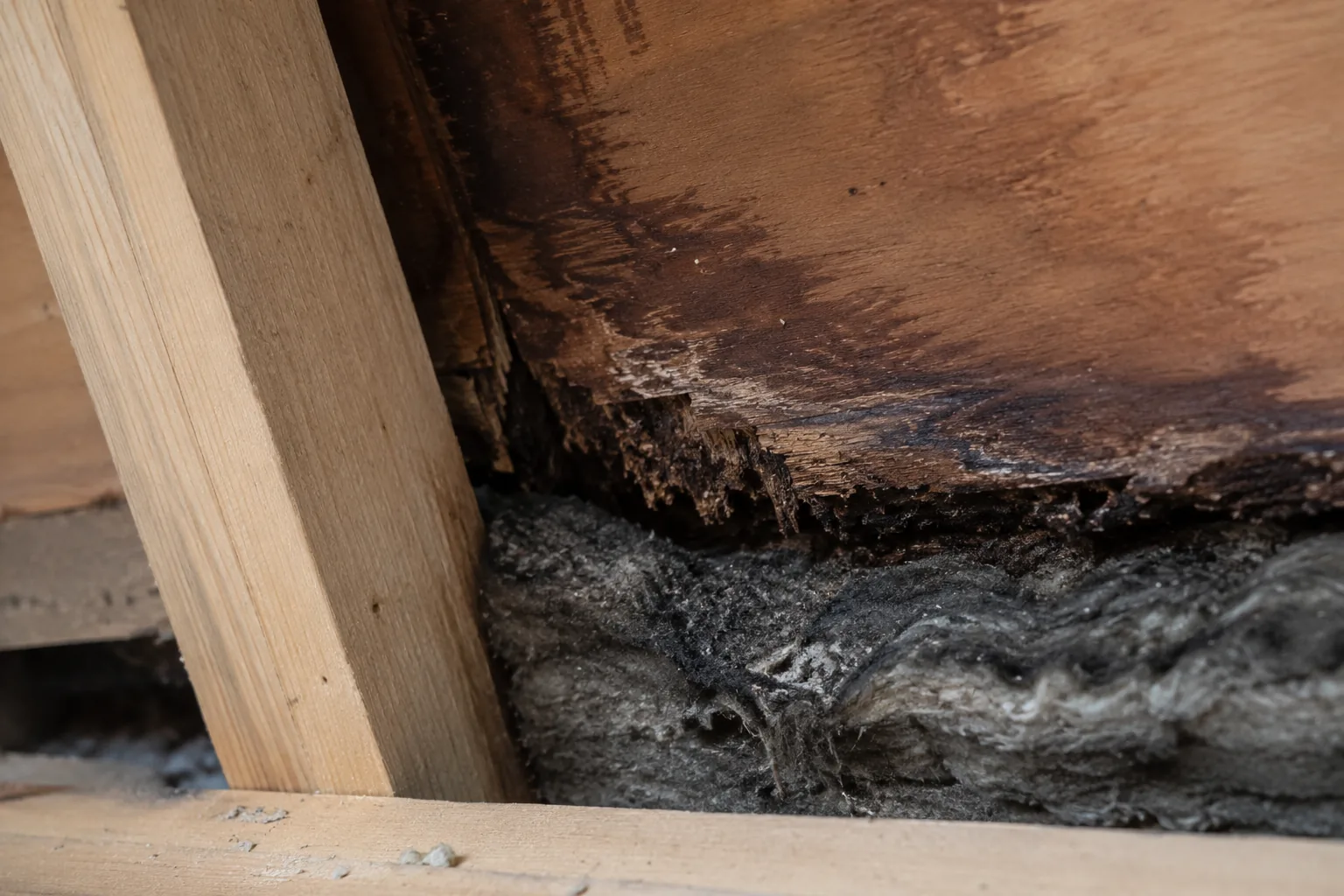 Aangetast dakbeschot met rotte houtrand en daaronder donker doorweekte minerale wol isolatie